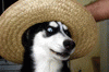 huskypaw