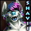 shaviibacklash